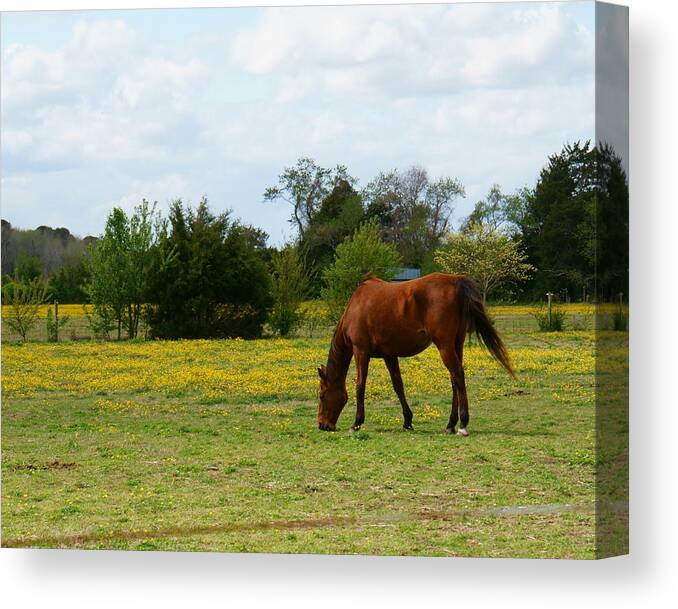 Chestnut Canvas Print featuring the photograph Chestnut Horse in Buttercup Field by Katy Hawk