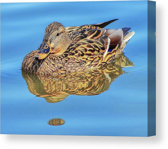 Wildlife Canvas Print featuring the photograph Chillin by Scott Cordell