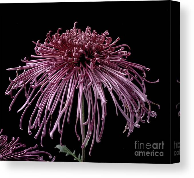 Flower Canvas Print featuring the photograph Chrysanthemum 'Seaton's Galaxy' by Ann Jacobson
