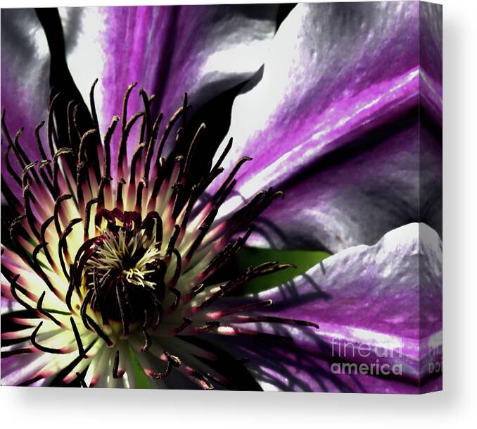 Macro Canvas Print featuring the photograph Classy Nelly by Stephen Melia
