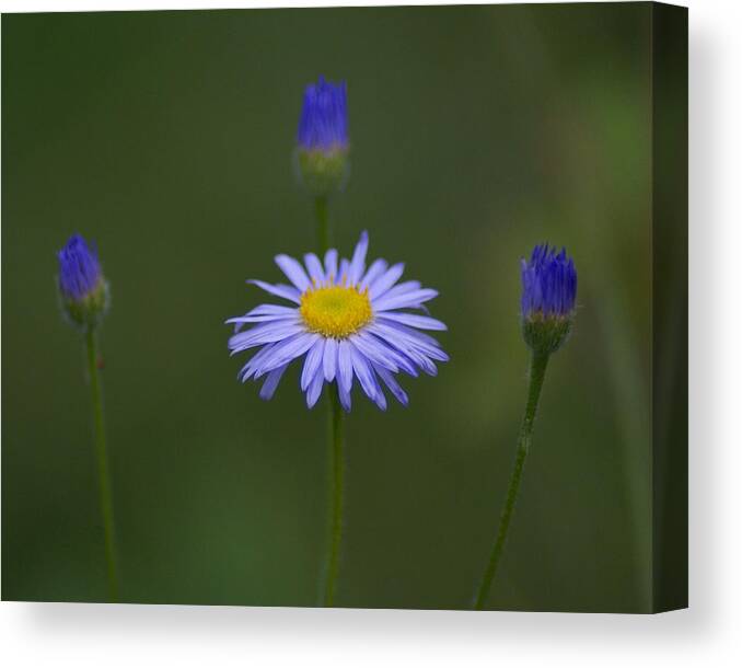 Flowers Canvas Print featuring the photograph Close Friends by Ben Upham III