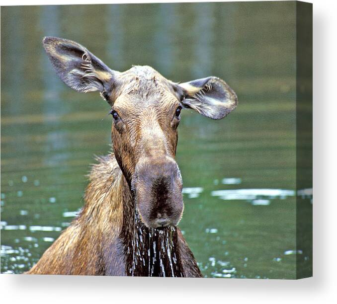Moose Canvas Print featuring the photograph Close Wet Moose by Gary Beeler