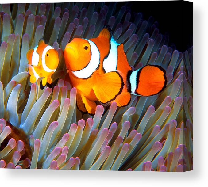 Clown Anemonefish Canvas Print featuring the photograph Clownfish in Anemone, Great Barrier Reef 2 by Pauline Walsh Jacobson