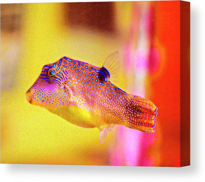 Rebecca Dru Canvas Print featuring the photograph Clownfish by Rebecca Dru