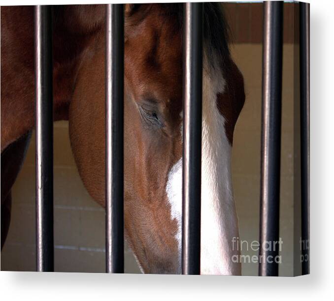 Horse Canvas Print featuring the photograph Clydesdale by Phil Spitze