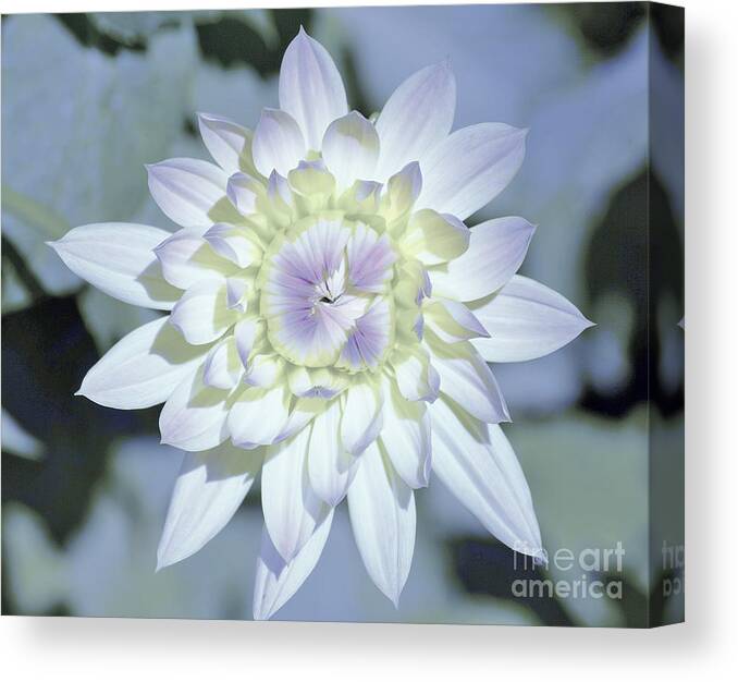 Flowers Canvas Print featuring the photograph Color Me by Merle Grenz