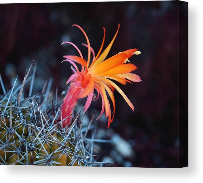 Cactus Canvas Print featuring the photograph Colorful Cactus Flower by Rona Black