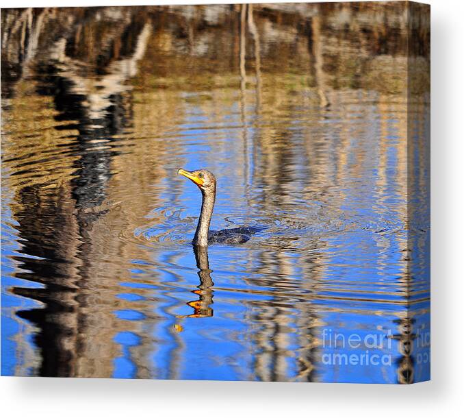Double Crested Cormorant Canvas Print featuring the photograph Colorful Cormorant by Al Powell Photography USA