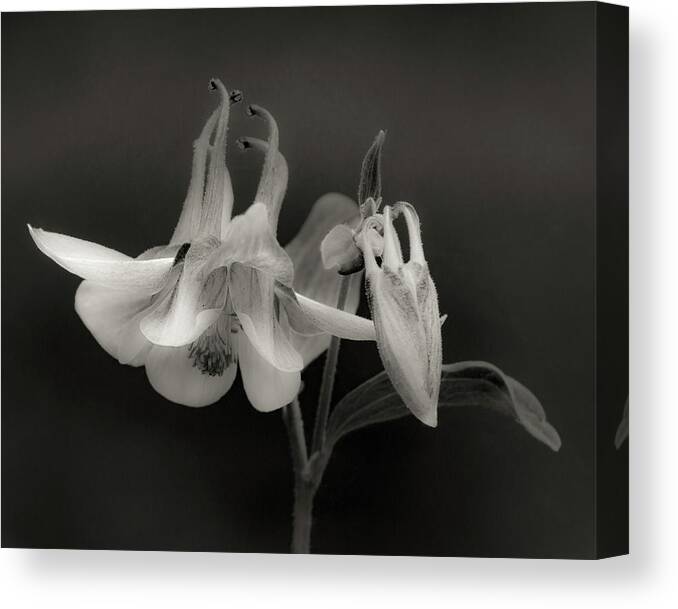 Columbine Canvas Print featuring the photograph Columbine 1825b by Pamela S Eaton-Ford