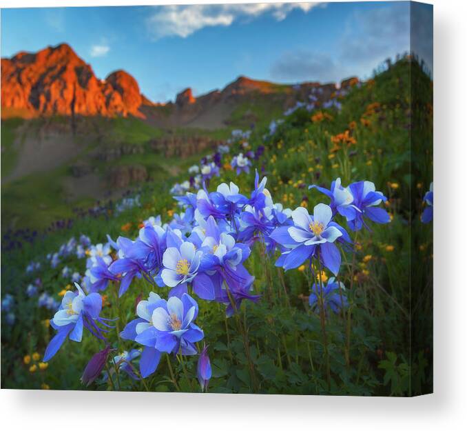 Colorado Canvas Print featuring the photograph Columbine Sunrise by Darren White