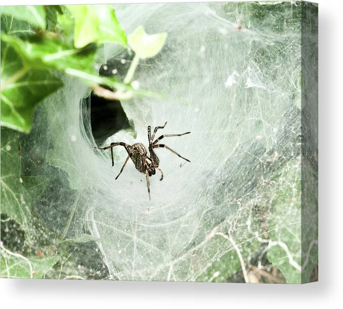 Agelenopsis Spp. Canvas Print featuring the photograph Come Into My Lair by Lara Ellis