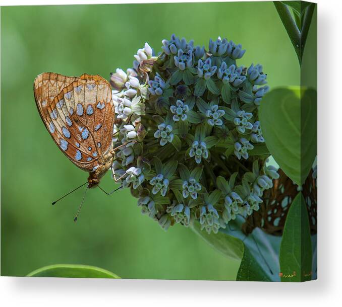 Nature Canvas Print featuring the photograph Common Milkweed and Great Spangled Fritillary DSMF0261 by Gerry Gantt