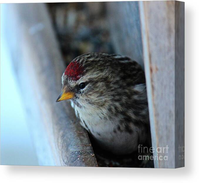 Redpoll Canvas Print featuring the photograph Common Redpoll by Ann E Robson