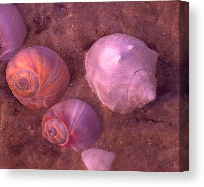 Seas Canvas Print featuring the photograph Conch by Newwwman