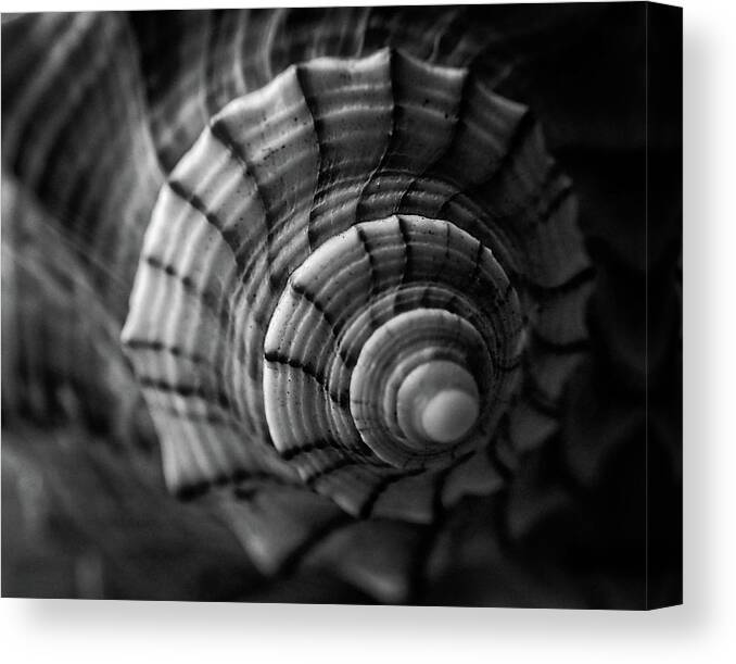 Conch Canvas Print featuring the photograph Conch Shell In Black And White by Greg and Chrystal Mimbs