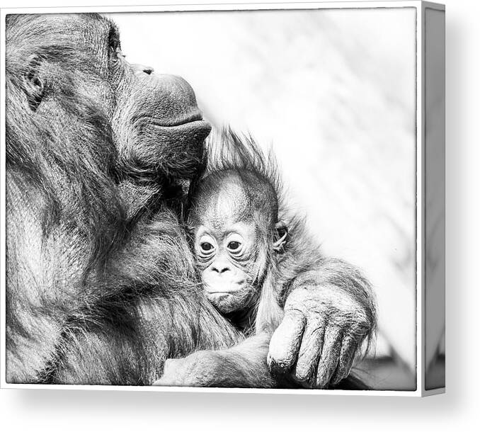 Crystal Yingling Canvas Print featuring the photograph Contentment by Ghostwinds Photography