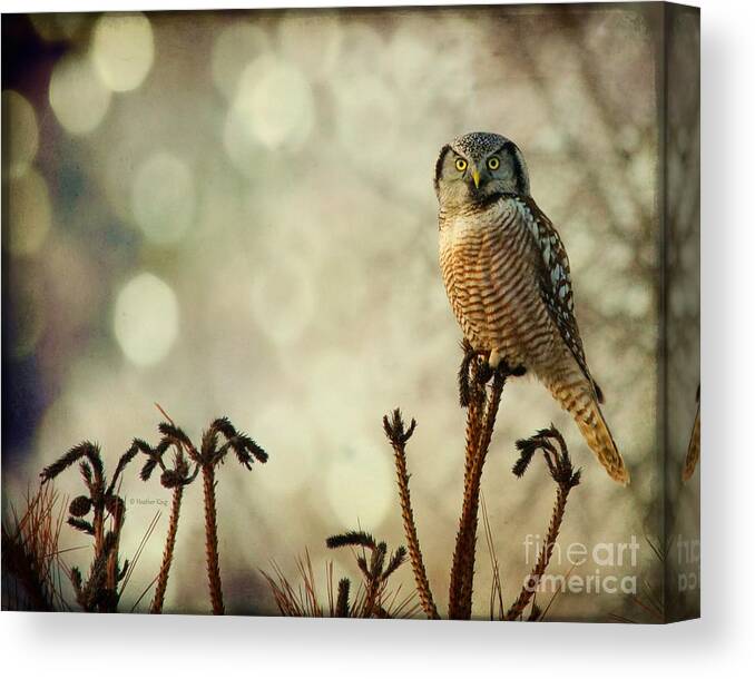 Hawk Owl Canvas Print featuring the photograph Convenient Perch by Heather King