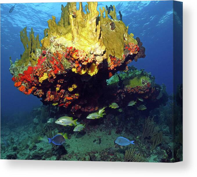 Coral Reef Canvas Print featuring the photograph Coral Reef Scene, Calf Rock, Virgin Islands by Pauline Walsh Jacobson