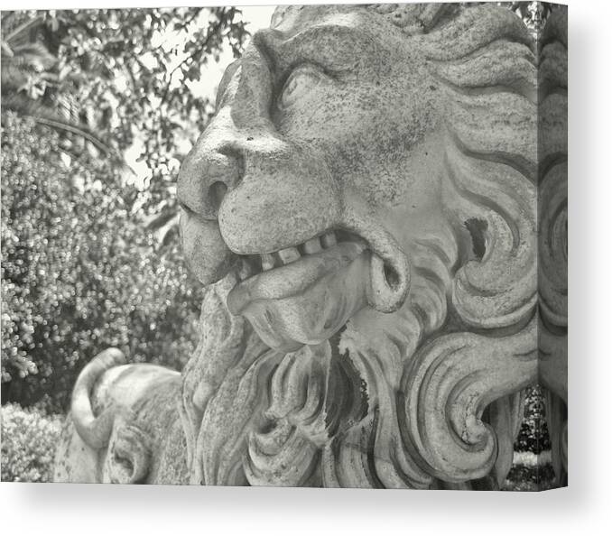 Alcazars Canvas Print featuring the photograph Cowardly Lion by JAMART Photography
