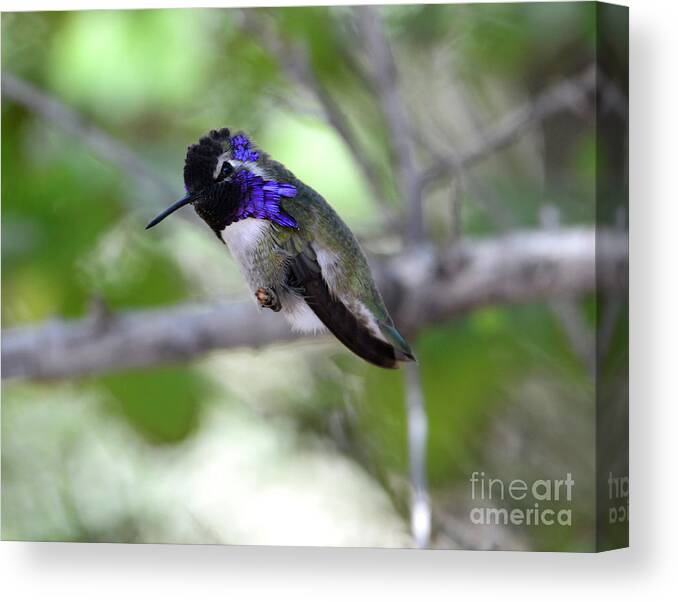 Denise Bruchman Canvas Print featuring the photograph Coy Costa's Hummingbird by Denise Bruchman