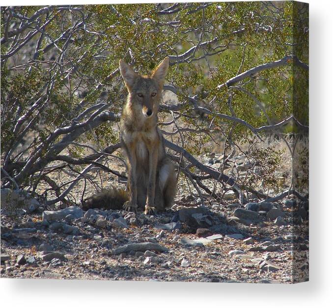 Coyote Canvas Print featuring the photograph Coyote 3 by Carl Moore
