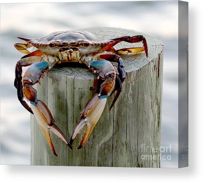 Crab Photography Canvas Print featuring the photograph Crab Hanging Out by Luana K Perez