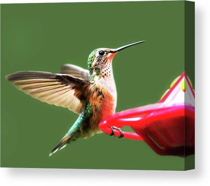 Wildlife Canvas Print featuring the photograph Crested Butte Hummingbird by Scott Cordell