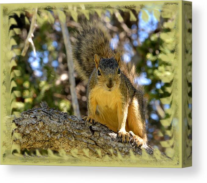 Squirrel Canvas Print featuring the photograph Curious Squirrel 2 by Kae Cheatham