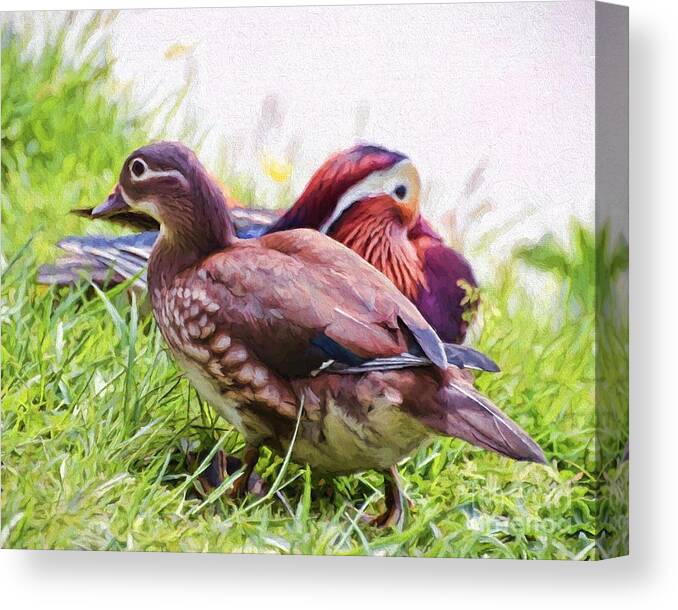 Ducks Canvas Print featuring the photograph Cute Couple - Mandarin Ducks by Kerri Farley