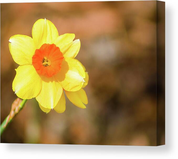 Narcissus Canvas Print featuring the photograph Daffodil by Lynne Jenkins