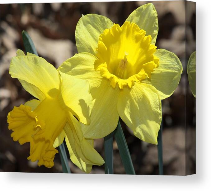 Nature Canvas Print featuring the photograph Daffodils in Spring by Sheila Brown