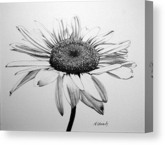 Daisy Canvas Print featuring the drawing Daisy II by Marna Edwards Flavell