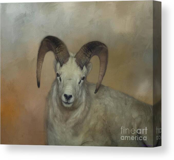 Dall Sheep Canvas Print featuring the photograph Dall Sheep by Eva Lechner
