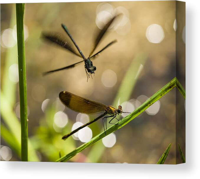Macro Canvas Print featuring the photograph Damselfly Dance by Alessandro Zocchi