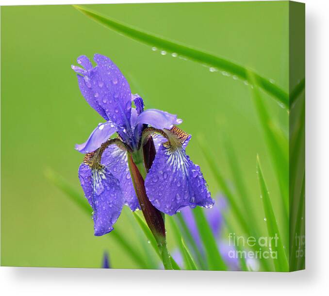 Purple Canvas Print featuring the photograph Dance in the Rain by Lila Fisher-Wenzel