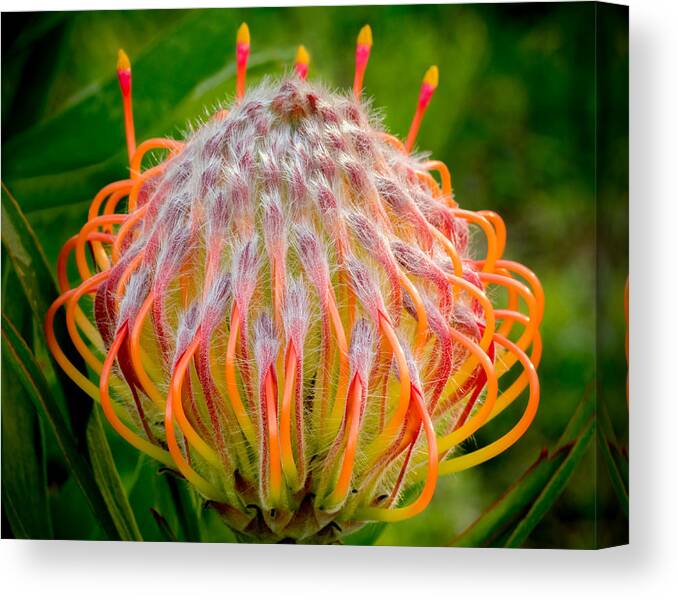 Flower Canvas Print featuring the photograph Dance of the Hydra by Derek Dean