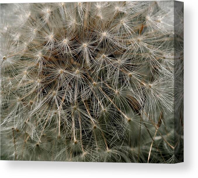 Flower Canvas Print featuring the photograph Dandelion Head by William Selander