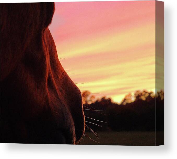 Horse Canvas Print featuring the photograph Day Is Done by M Kathleen Warren