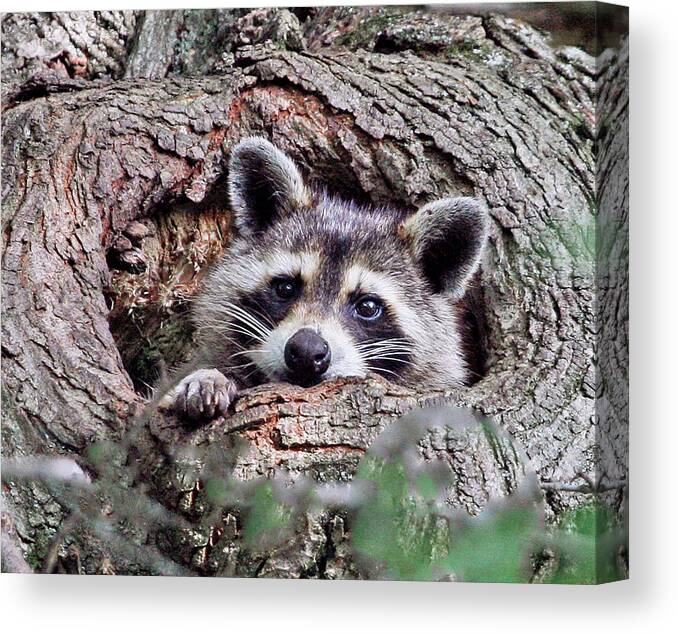 Raccoon Canvas Print featuring the photograph Daydreaming II by Gina Fitzhugh