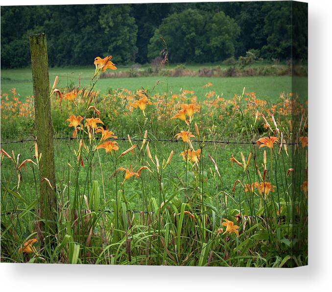 Flower Canvas Print featuring the photograph Daylillies by Virginia Folkman