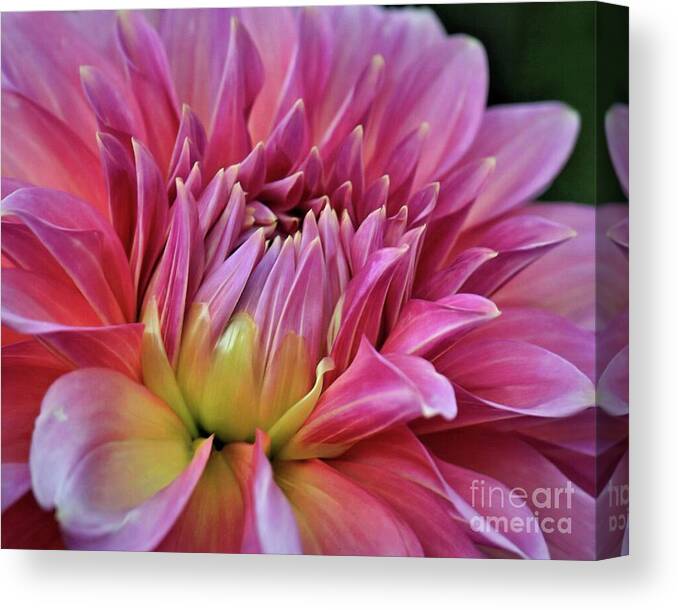 Pink Canvas Print featuring the photograph Decorative Pink Dahlia by Patricia Strand