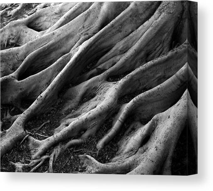 Nature Canvas Print featuring the photograph Deep Roots by David April