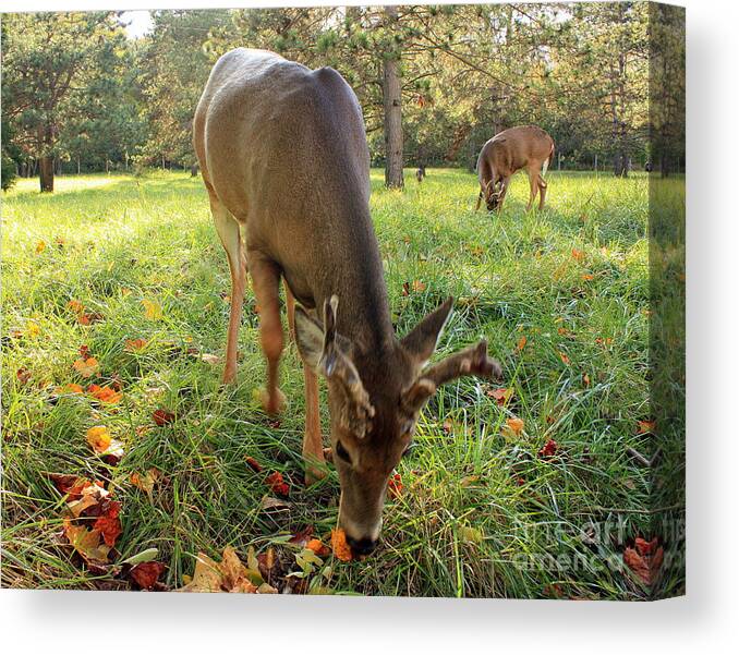 Deer Canvas Print featuring the photograph Deer in Autumn Hueston Woods Ohio by Charlene Cox