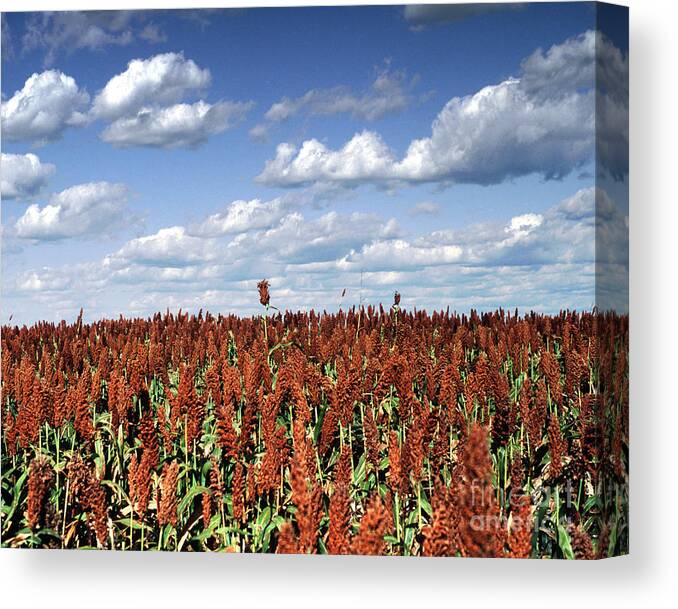 Kansas Canvas Print featuring the photograph Defiance by Rex E Ater