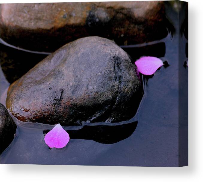 Rock Canvas Print featuring the photograph Delicate petals with rocks by Doris Potter