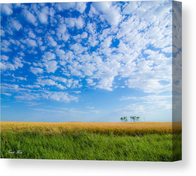 Wheat Crop Canvas Print featuring the photograph Desert Wheat by Jana Rosenkranz