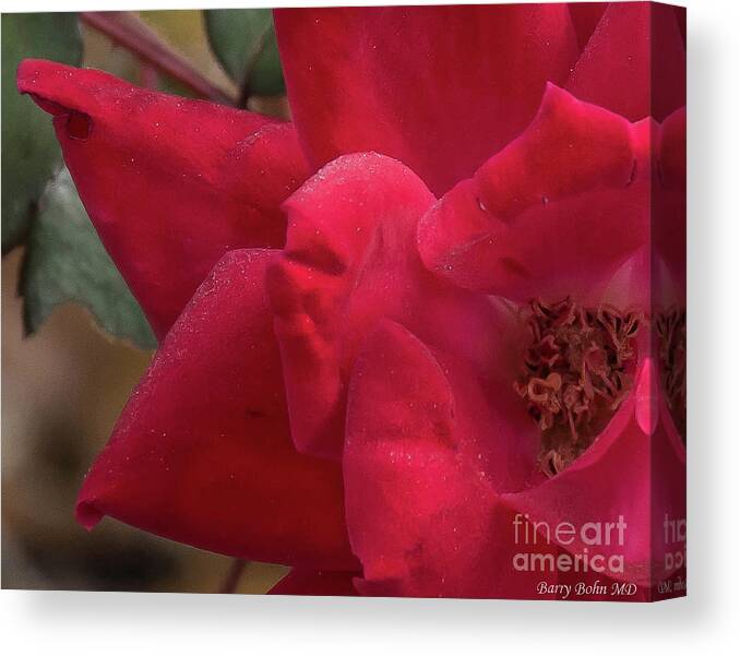 Flower Canvas Print featuring the photograph Dew on a rose by Barry Bohn