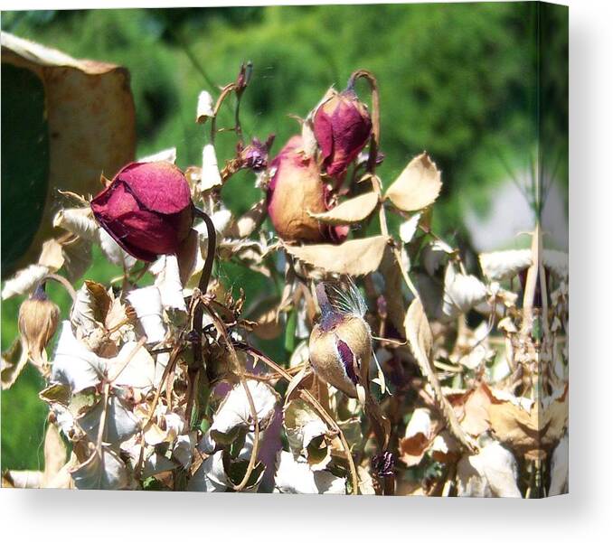 Rose Canvas Print featuring the photograph Died Before It by Ken Day