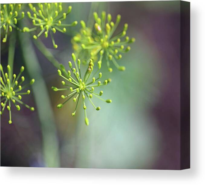 Abstract Canvas Print featuring the photograph Dill Abstract on Mint Green and Plum by Brooke T Ryan