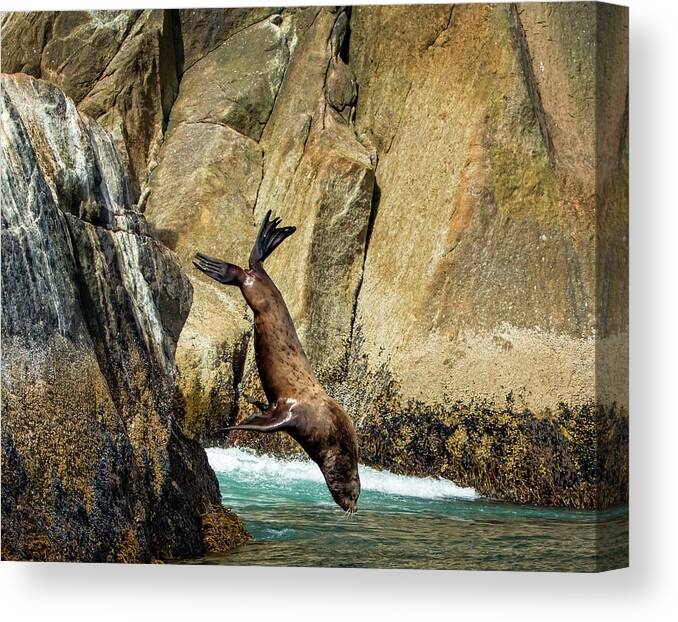 Sea Canvas Print featuring the photograph Sea Lion Nose Dive by Steven Upton